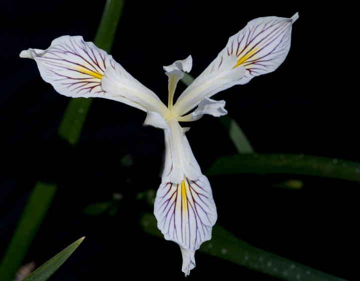 Iris bracteata 3091.jpg